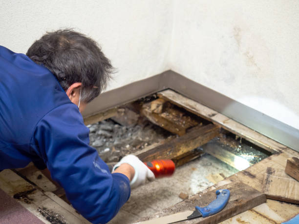 Certified Mold Removal in Conshohocken, PA