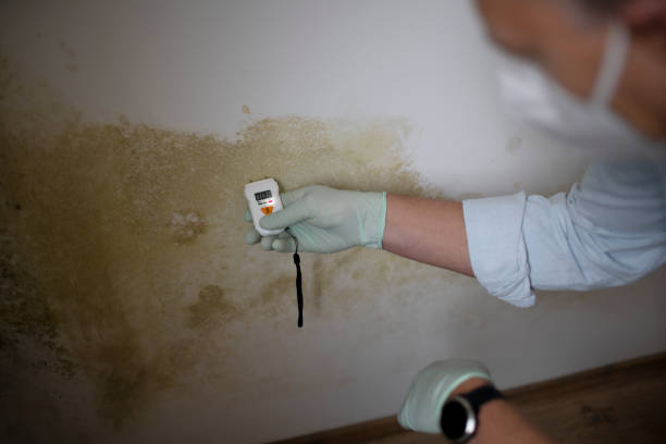 Best Mold Inspection  in Conshohocken, PA