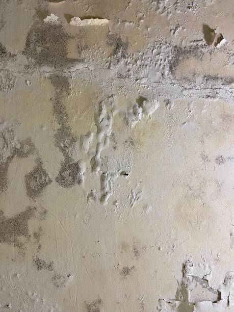 Best Black Mold Removal  in Conshohocken, PA