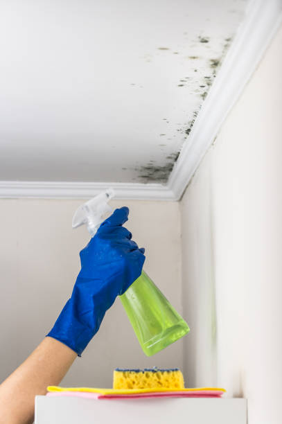 Best Mold Damage Repair  in Conshohocken, PA